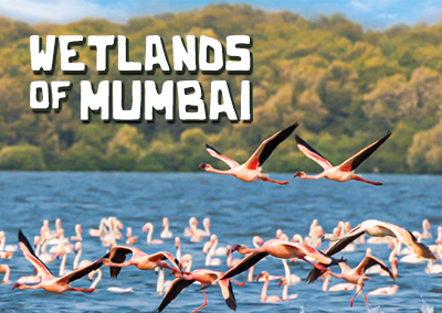 Wetlands – Miracles in Mumbai